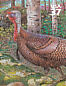Wild Turkey Meleagris gallopavo  2005 Northeast deciduous forest 10v sheet, sa