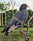 Snail Kite Rostrhamus sociabilis  2006 Southern Florida wetland 10v sheet, sa