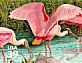 Roseate Spoonbill Platalea ajaja  2006 Southern Florida wetland 10v sheet, sa