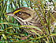 Seaside Sparrow Ammospiza maritima  2006 Southern Florida wetland 10v sheet, sa