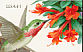 Calliope Hummingbird Selasphorus calliope  2007 Pollination 5x4v booklet, sa