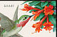 Calliope Hummingbird Selasphorus calliope  2007 Pollination 5x4v booklet, sa