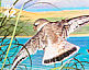 Piping Plover Charadrius melodus  2008 Great Lakes dunes 10v sheet, sa