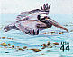 Brown Pelican Pelecanus occidentalis  2009 Kelp forest 10v sheet, sa