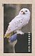 Snowy Owl Bubo scandiacus  2013 Harry Potter 20v booklet, sa