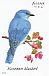 Mountain Bluebird Sialia currucoides  2014 Songbirds Booklet, sa
