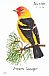 Western Tanager Piranga ludoviciana