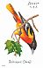 Baltimore Oriole Icterus galbula  2014 Songbirds Booklet, sa