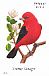 Scarlet Tanager Piranga olivacea  2014 Songbirds Booklet, sa