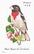 Rose-breasted Grosbeak Pheucticus ludovicianus  2014 Songbirds Booklet, sa
