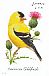 American Goldfinch Spinus tristis  2014 Songbirds Booklet, sa