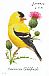 American Goldfinch Spinus tristis