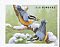 Red-breasted Nuthatch Sitta canadensis  2016 Songbirds in snow 5x4v booklet, sa