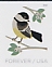 Black-capped Chickadee Poecile atricapillus