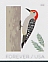 Red-bellied Woodpecker Melanerpes carolinus  2018 Winter birds 5x4v booklet, sa