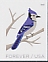 Blue Jay Cyanocitta cristata  2018 Winter birds 5x4v booklet, sa