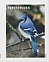 Blue Jay Cyanocitta cristata