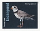 Piping Plover Charadrius melodus  2023 Endangered species 20v sheet, sa