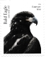 Bald Eagle Haliaeetus leucocephalus