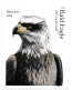 Bald Eagle Haliaeetus leucocephalus