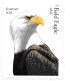 Bald Eagle Haliaeetus leucocephalus
