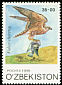 Saker Falcon Falco cherrug