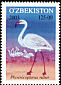 Greater Flamingo Phoenicopterus roseus