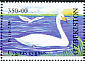 Whooper Swan Cygnus cygnus  2009 Rare birds 