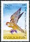 Barbary Falcon Falco pelegrinoides