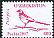 Eurasian Magpie Pica pica  2017 Birds definitives 