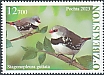 Diamond Firetail Stagonopleura guttata  2023 Birds 