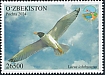Pallas's Gull Ichthyaetus ichthyaetus