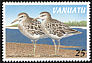 Sharp-tailed Sandpiper Calidris acuminata  1997 Coastal birds 