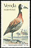 White-faced Whistling Duck Dendrocygna viduata  1987 Ducks 