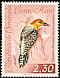 Red-crowned Woodpecker Melanerpes rubricapillus  1962 Birds 