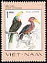 Rufous-necked Hornbill Aceros nipalensis  1977 Rare birds 