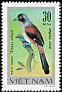 Long-tailed Shrike Lanius schach  1978 Songbirds 