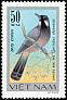 Black-throated Laughingthrush Pterorhinus chinensis  1978 Songbirds 