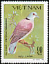 Red Collared Dove Streptopelia tranquebarica  1981 Pigeons 