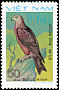 Black Kite Milvus migrans  1982 Birds of prey 