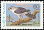 White-rumped Falcon Polihierax insignis  1982 Birds of prey 