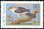 White-rumped Falcon Neohierax insignis