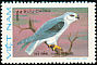 Black-winged Kite Elanus caeruleus  1982 Birds of prey 