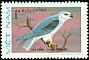 Black-winged Kite Elanus caeruleus