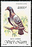 Rock Dove Columba livia  1992 Pigeons and doves 