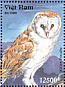 Eastern Barn Owl Tyto javanica  1995 Owls  MS
