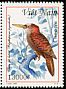 Bay Woodpecker Blythipicus pyrrhotis  1999 Woodpeckers 