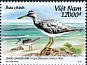 Grey-tailed Tattler Tringa brevipes  2022 Coastal birds 