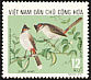 Red-whiskered Bulbul Pycnonotus jocosus