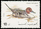Northern Pintail Anas acuta  1990 Ducks 